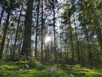 Opnames in het bos voor Leven op een oerlandschap